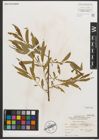Foto von Salix nigra Marshall